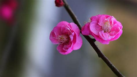 梅花寓意|梅花花語和象徵意義